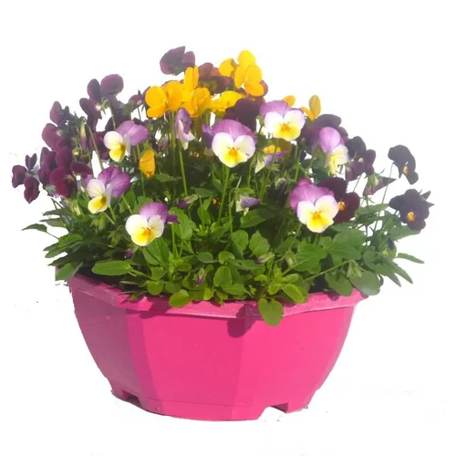 violette cornue - La coupe de Ø 23-25 cm