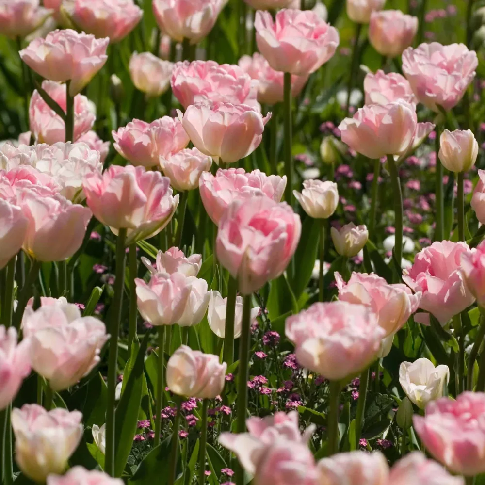 10 Tulipes à fleur de pivoine Angélique Tulipa angélique