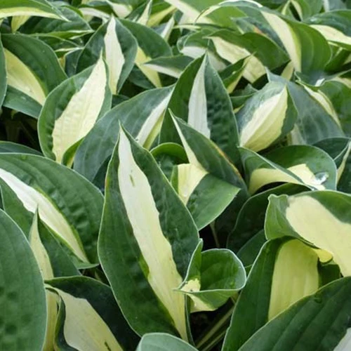 Hosta Risky Business Hosta risky business