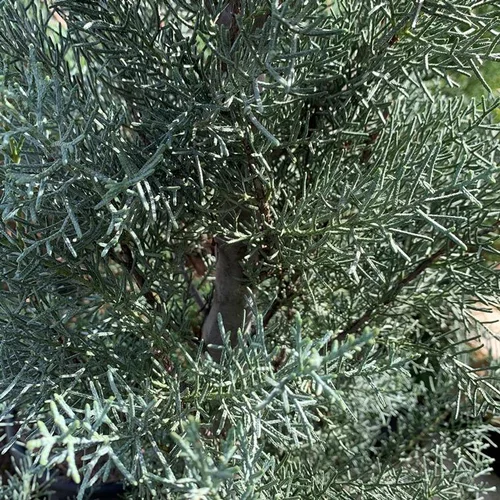 Cyprès de l'Arizona Fastigiata 150/175. Le pot de 18 litres
