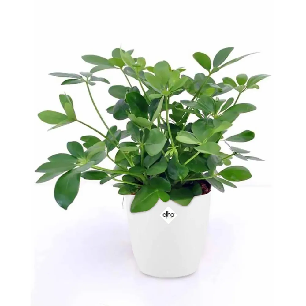 Schefflera et son cache-pot blanc ELHO Schefflera arboricola