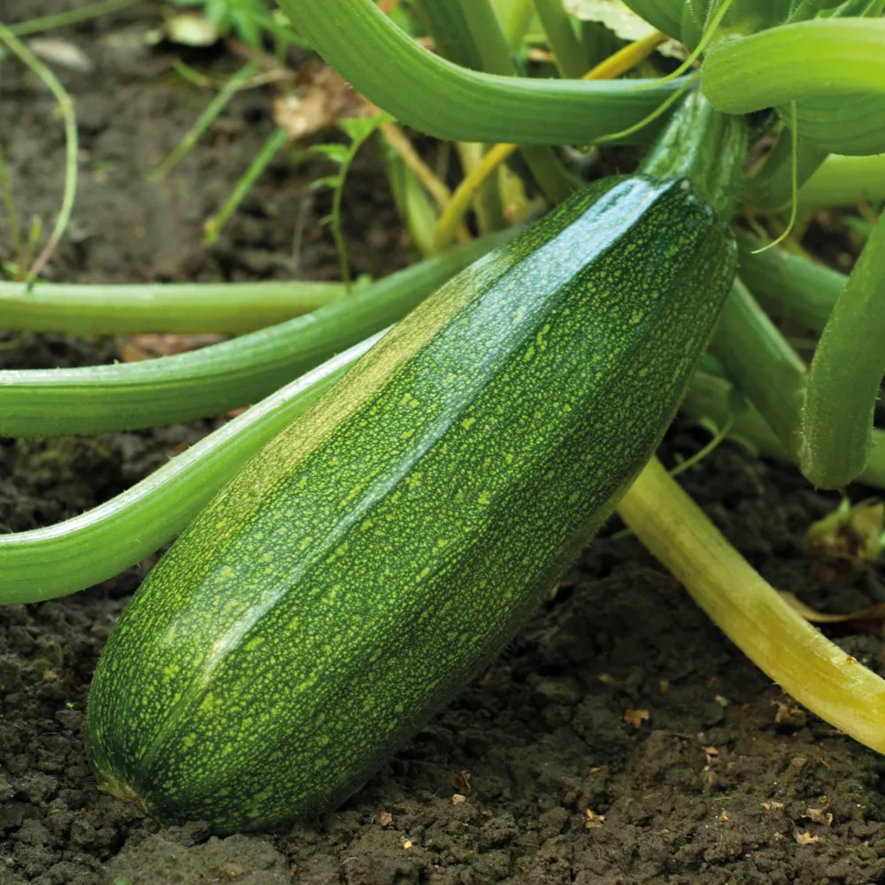 Courgette verte non coureuse des maraîchers Cucurbita pepo verte non coureuse des maraîchers