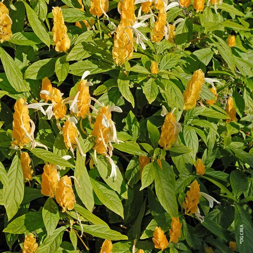 Pachystachys - Le pot de 2,5 litres
