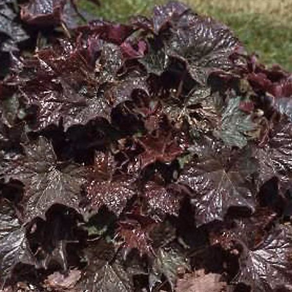 6 x Heuchère 'Palace Purple' – Heuchera macrantha 'Palace Purple', godet 9cm x 9cm