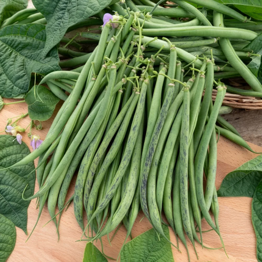 Haricot nain fin Triomphe De Farcy Phaseolus vulgaris nain fin triomphe de farcy