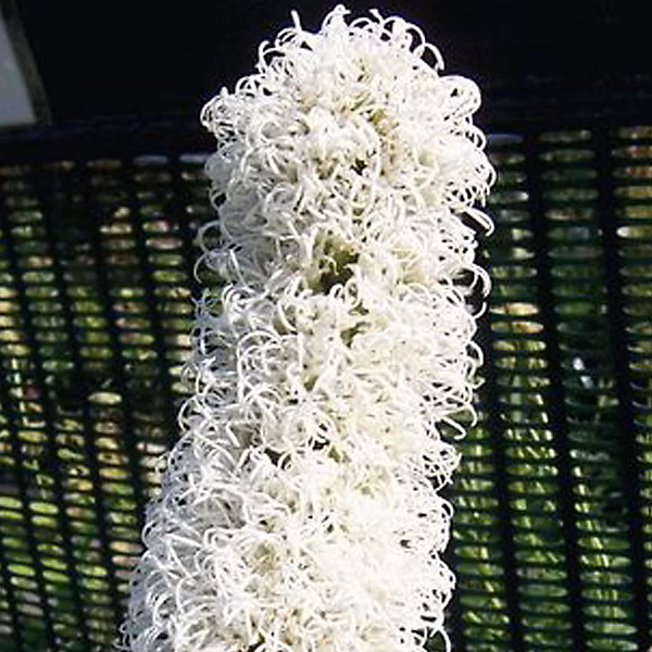 6 x Liatride | Plume du Kansas – Liatris spicata 'Floristan Weiss' – godet 9cm x 9cm