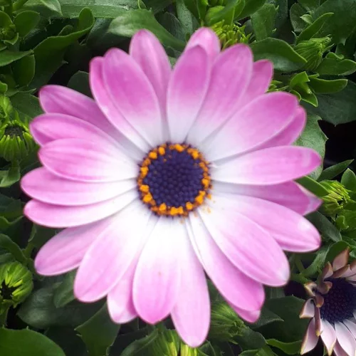 Osteospermum - Le pot de 0,7 litre
