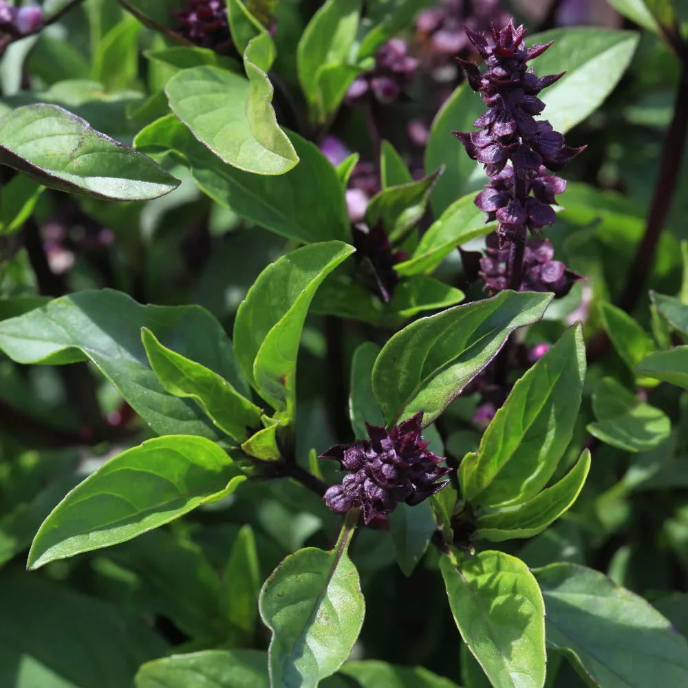 Plant de Basilic Thaï Ocimum basilicum var. thyrsiflora