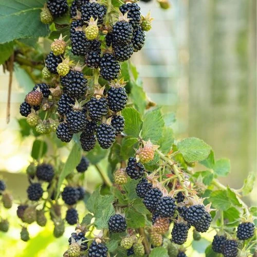 Mûrier Little Black Prince Rubus fruticosus 'Little Black Prince'