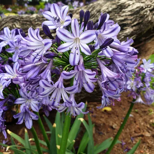 Agapanthe Poppin Star® bleue. Le pot de 3,5 litres, forme globe