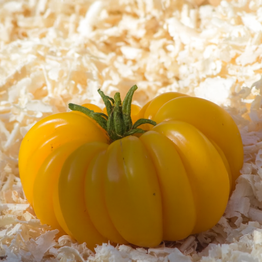 Tomate Jaune côtelée de Montlouis, semences biologiques et reproductibles