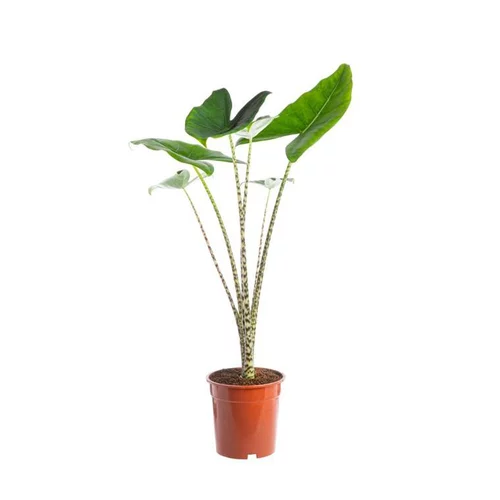Alocasia Zebrina. Le pot Ø 17 cm