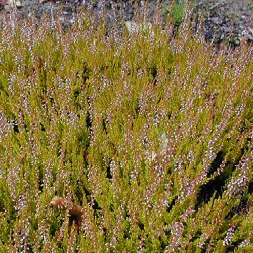 Bruyère d'été Cuprea Callune cuivrée Calluna vulgaris cuprea