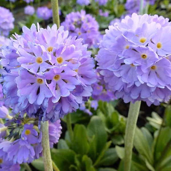 6 x Primevère denticulée – Primula denticulata 'Cachemiriana', godet 9cm x 9cm