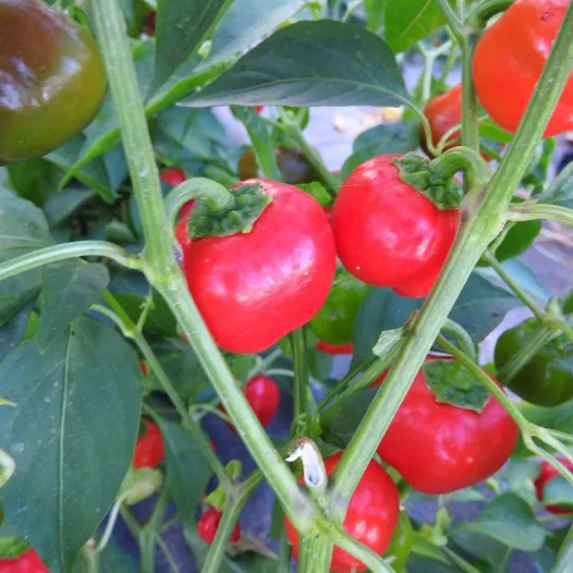 Graines bio de Poivron Mini Bell rouge