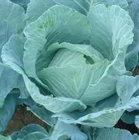 Chou Pointu Prospera Bio. La barquette de 6 plants