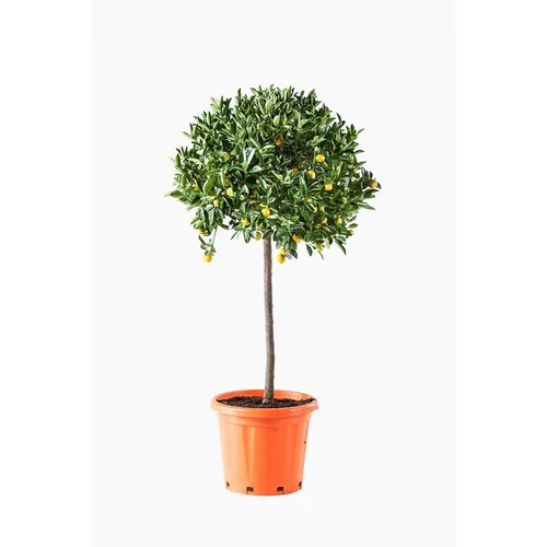 Calamondin. Le pot de 30 litres