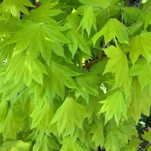 Érable du Japon Shirasawanum Aureum Moon nain. Le pot de 30 litres