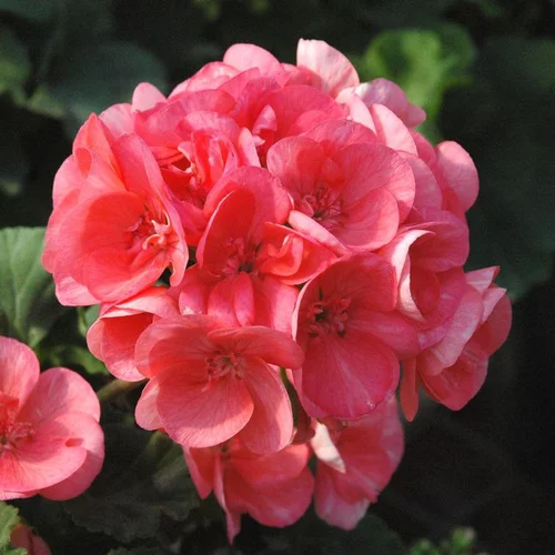 Géranium Lierre Zonale à fleurs multicolores - Le pack de 6 plants