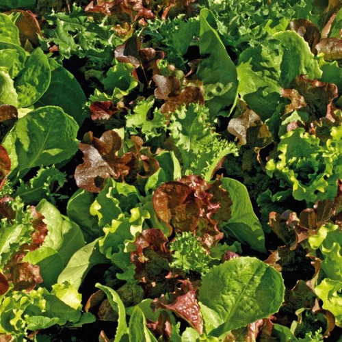 Mesclun Cretois Bio. La barquette de 12 plants