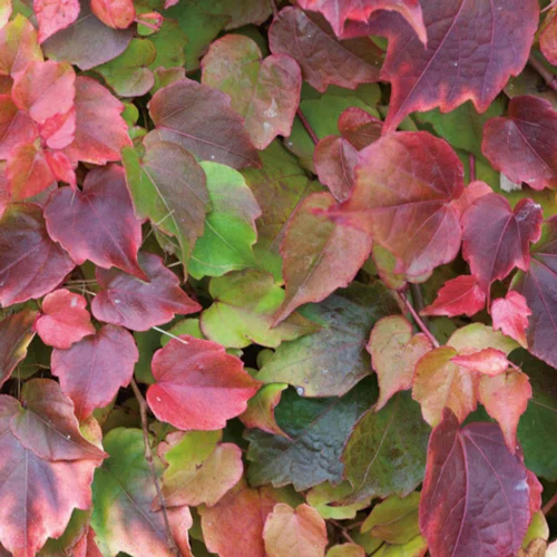 Vigne vierge VEITCHII ROBUSTA GREFFE. Le pot de 1,3 litres