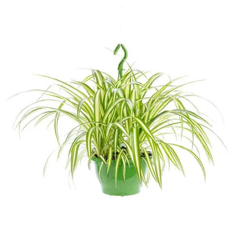 Chlorophytum suspension Ø20xH45 cm