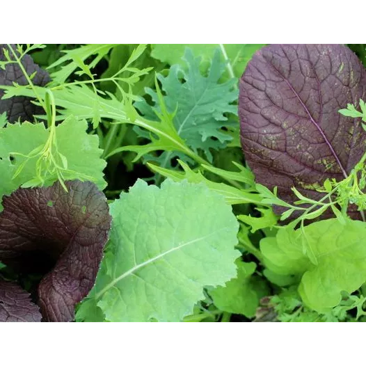 Semences bio de Mesclun de salades asiatiques