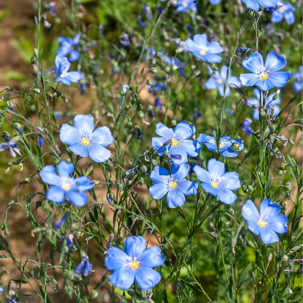 Lin vivace Saphir Linum perenne saphir