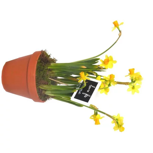 Narcisse tête a tête - Le pot