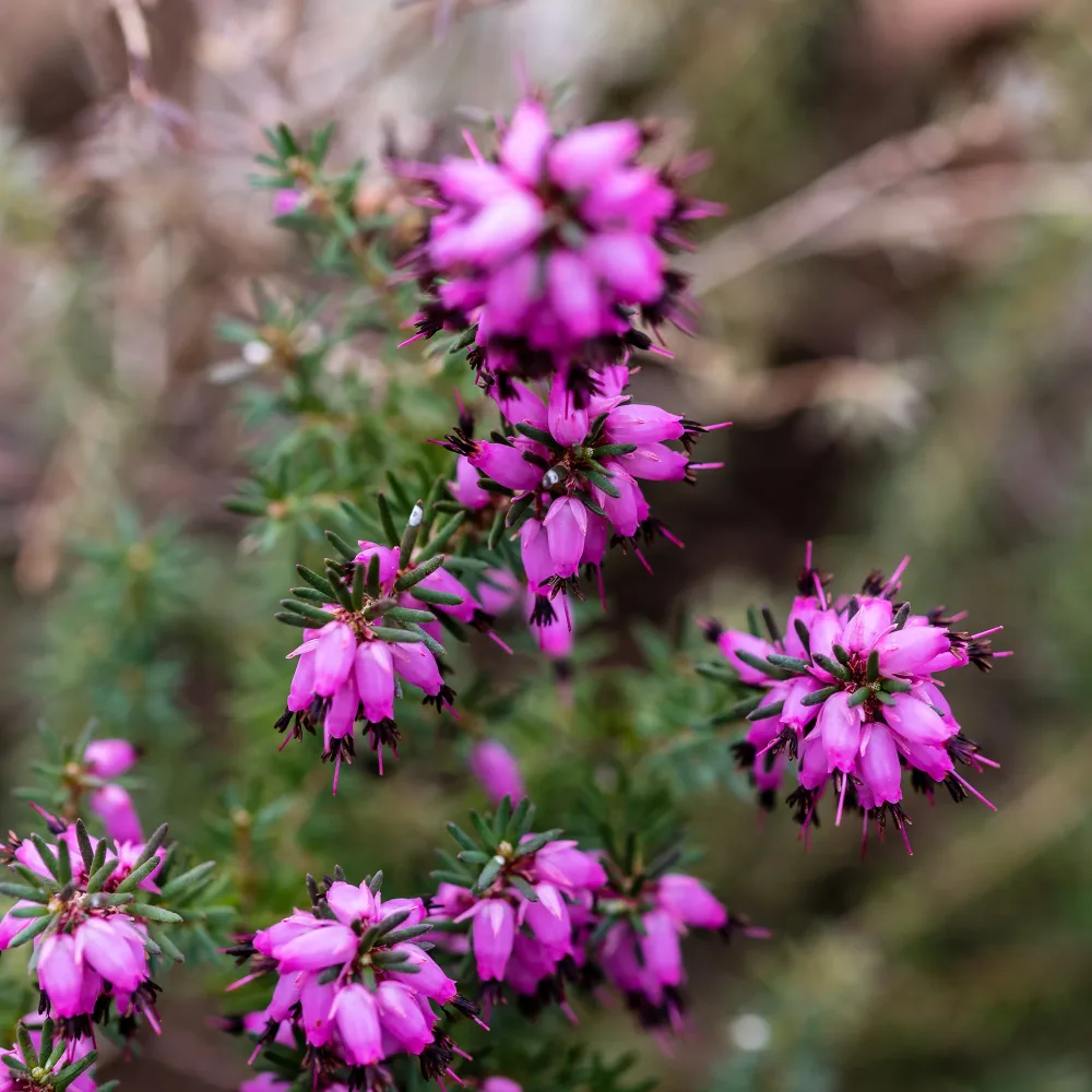 Bruyère d'hiver J.W. Porter Erica darleyensis j.w porter