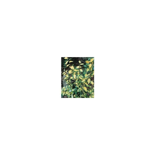 Elaeagnus X Ebbingei Limelight en pot de 35 L 125/150 cm