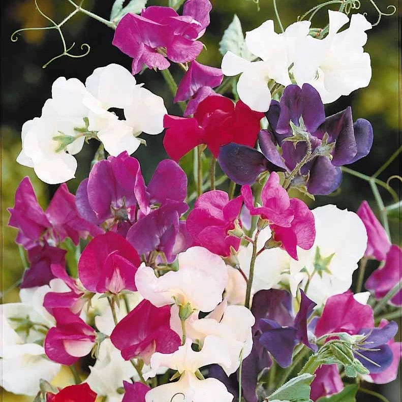 Pois de senteur Spencer en mélange Lathyrus odoratus spencer