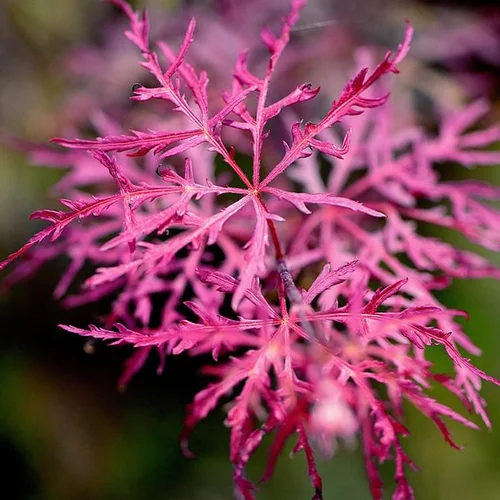 Acer Palmatum Dissectum Inaba Shidare (Érable du Japon) 125/150 en pot de 70 L rouge