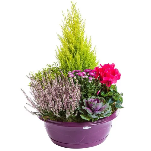 Composition d'extérieur mélange violet rose - La coupe de 40 cm