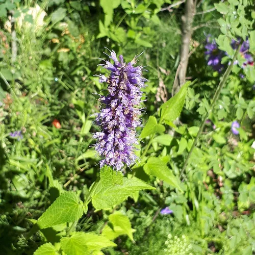 Agastache. Le pot de 3 litres