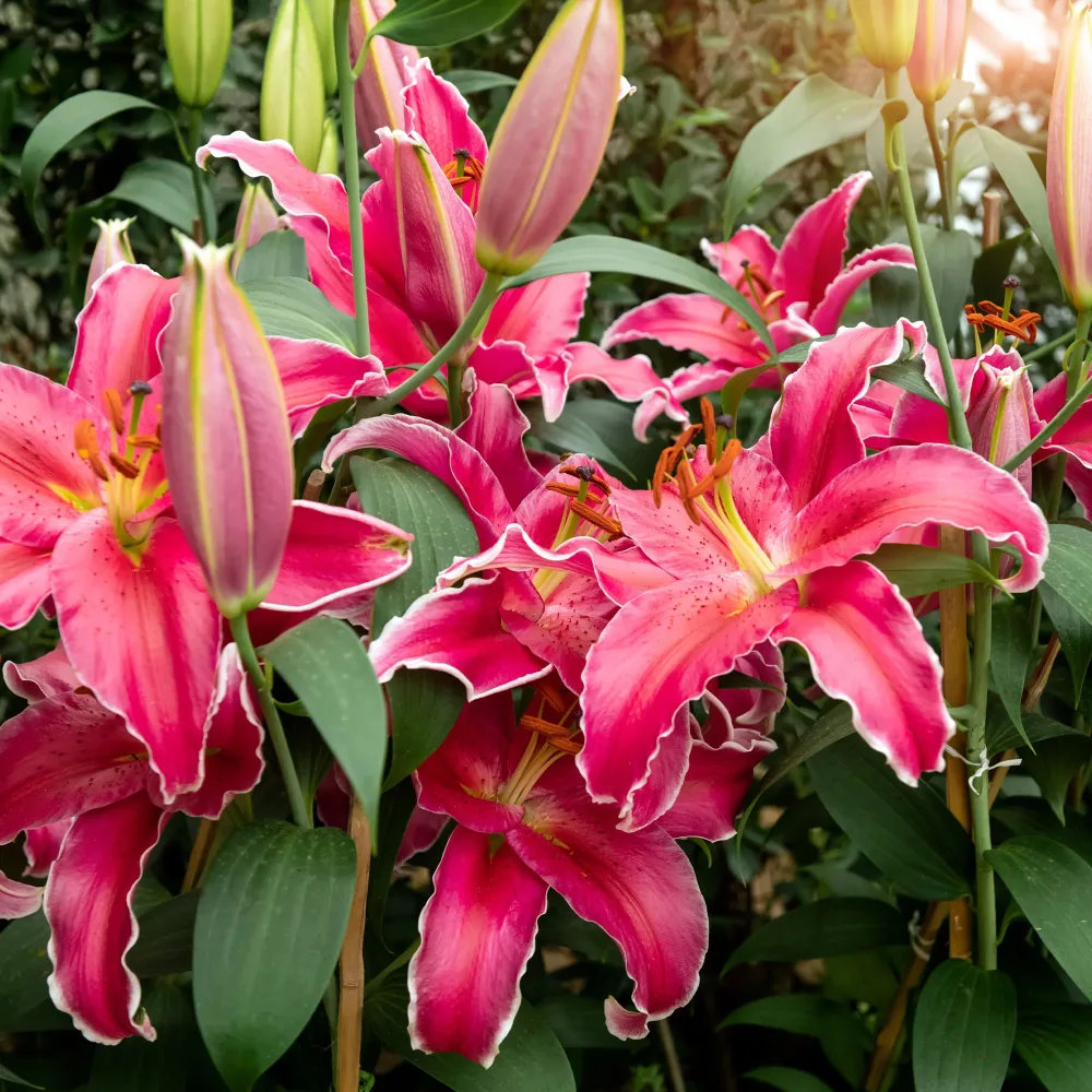 Lis Gomera Lillium Gomera