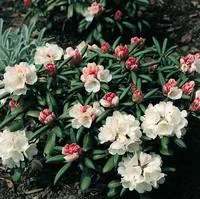 Rhododendron Yakushimanum varié. Le pot de 4 litres