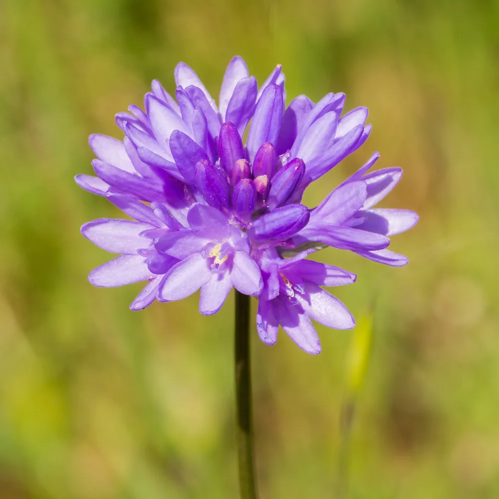 10 Dichelostemma congestum Dichelostemma congestum