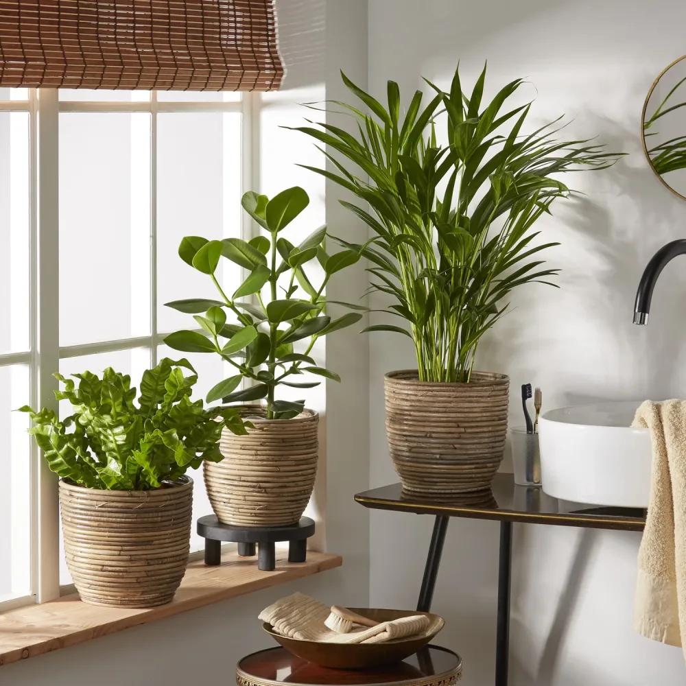 Collection de 3 plantes purificatrices d'air Clusia, Asplenium 'Crispy Wave', Dypsis