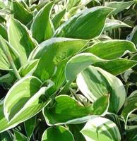 Hosta variées - Le pot de 1 litre