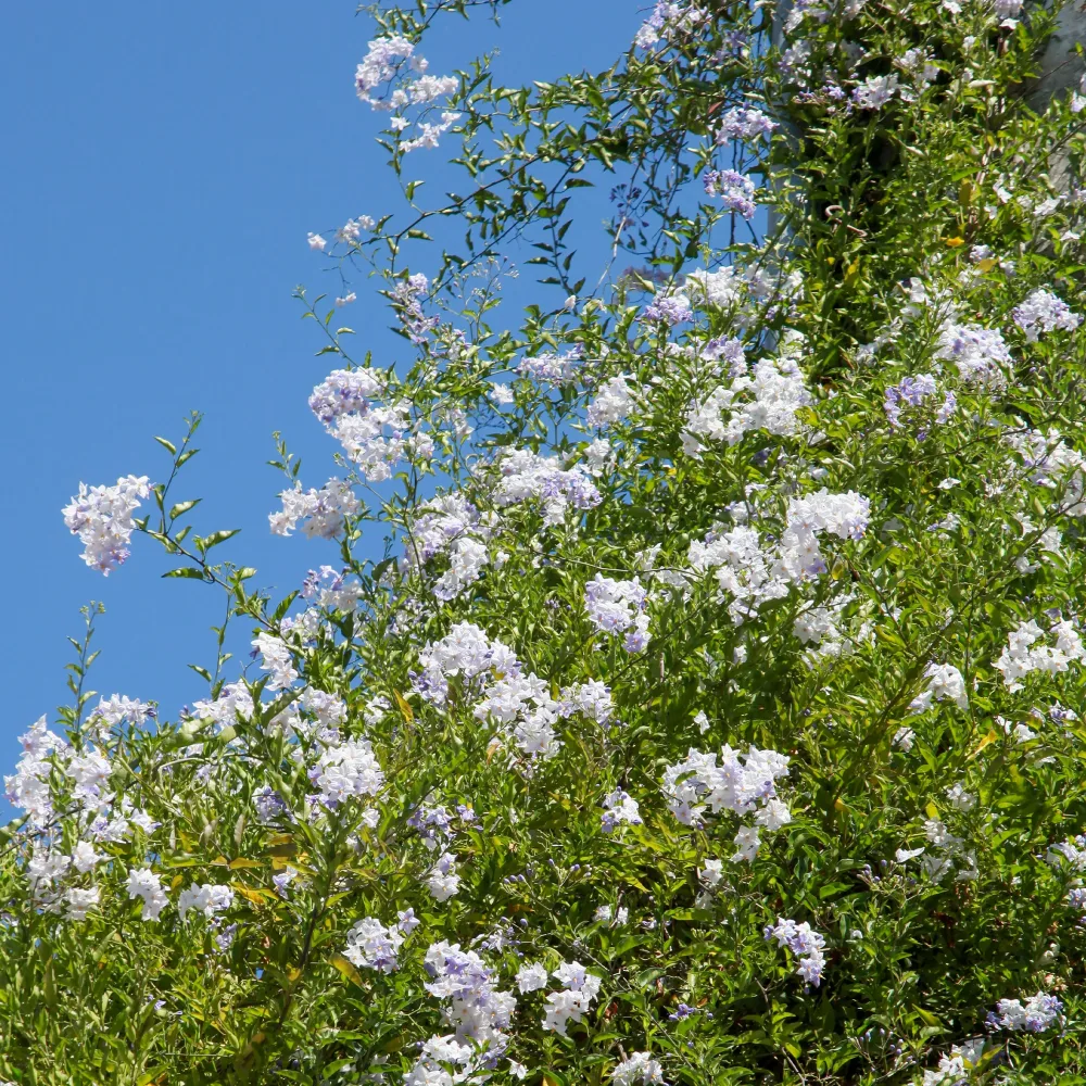 Morelle faux-jasmin Solanum jasminoides