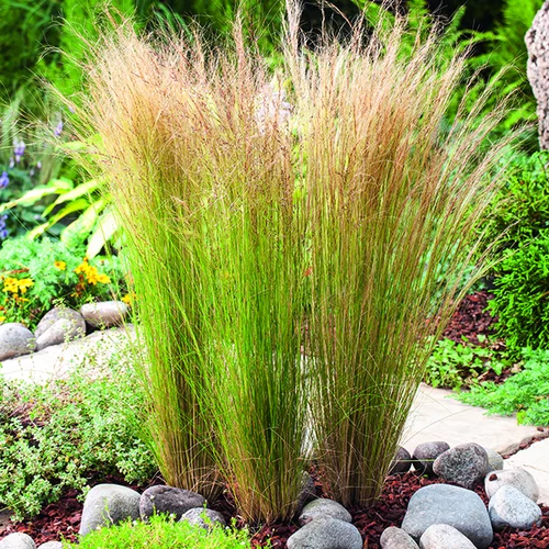 Cheveux-d'Ange vert botanic®. Le pot de 1 litre
