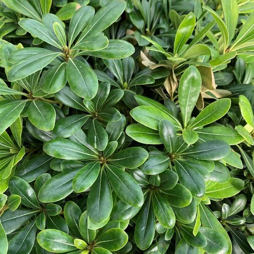 Pittosporum Tobira Nana 40 cm. Le pot de 10 litres