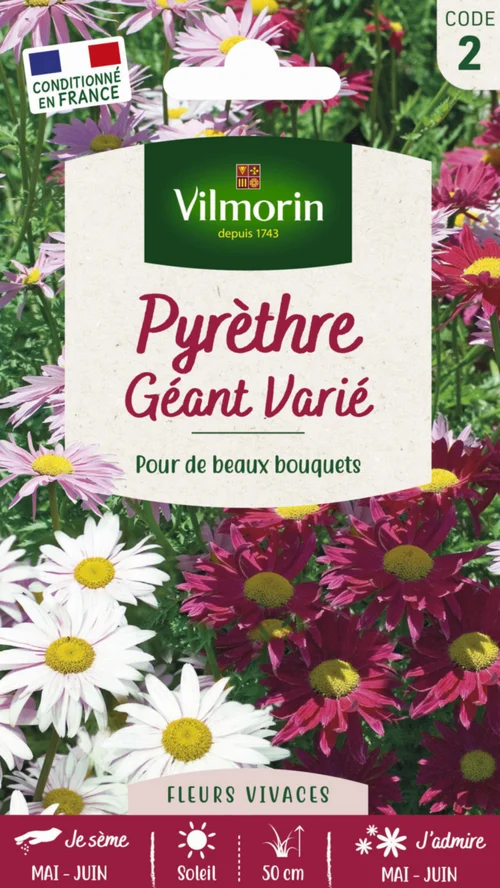Graines de Pyrèthre géant varié Vilmorin - graines à semer