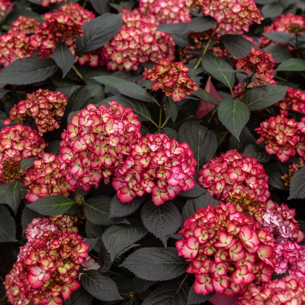 Hortensia Eclipse® 'Bailmacseven' Hydrangea macrophylla Eclipse® ‘Bailmacseven’