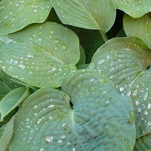 Hosta de Siebold Hosta sieboldiana