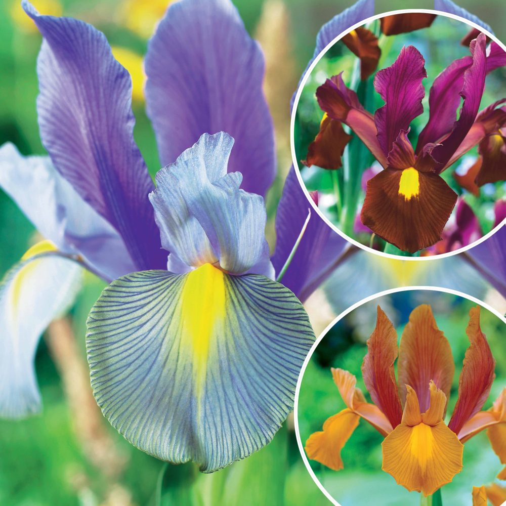 Coll. 60 Iris de Hollande:Gipsy Beauty,Braise rouge,Princesse automne Iris hollandica 'gipsy beauty', 'red ember', 'autu