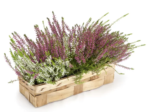 Callune naturelle - La cagette de 3 pots