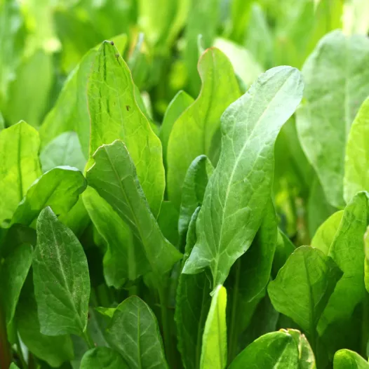 Graines d'oseille commune bio | Graines aromatiques