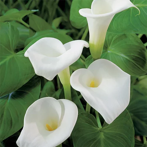 Arum d’Éthiopie pot de 3 litres